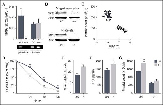 Figure 1. CK2β is strongly expressed in MKs and platelets, and CK2β deficiency results in macrothrombocytopenia, reduced platelet life span, and an increased amount of immature reticulated platelets. (A) Representative image (bottom) and arithmetic means ± standard errors of the means (n = 6; top) of CK2β transcript levels in platelets and kidneys from ck2βfl/fl and ck2β−/− mice indicating a cell-specific knockout of CK2β in the MK/platelet lineage. (B) Representative immunoblots of CK2β protein levels of MKs (top) and platelets (bottom) from ck2βfl/fl and ck2β−/− mice (n = 4) confirming a complete knockout of CK2β in the MK/platelet lineage. (C) Count and mean platelet volume (MPV) of ck2βfl/fl (blue diamonds) and ck2β−/− (gray diamonds) platelets (n = 24). Each diamond represents 1 individual mouse. (D) Endogenous survival of ck2βfl/fl (blue trace) and ck2β−/− (gray trace) platelets measured by the determination of the percentage of fluorescently labeled platelets in vivo at indicated time points after injection of DyLight 488 α-GPIX (n = 6). (E) Flow cytometric quantification of the percentage of new, reticulated platelets as a percentage of total platelets in ck2βfl/fl and ck2β−/− mice. Arithmetic means ± standard errors of the means (n = 6) are shown. (F) TPO levels of ck2βfl/fl (blue bar) and ck2β−/− (gray bar) mice. Arithmetic means ± standard errors of the means (n = 15) are shown. (G) Platelet counts of ck2βfl/fl and ck2β−/− mice before and 4 days after treatment with TPO (2 µg/animal per day). Arithmetic means ± standard errors of the means (n = 8) are shown. Unpaired Student t test in panels A and D-G. *P < .05; **P < .01.