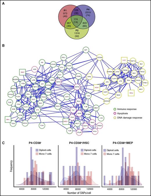 Figure 5. Downregulated genes and increased SNP frequencies in monosomy 7 cells. (A) Venn diagram of downregulated genes in patients 1 and 2 and patient 4 MEP. Patient 4 MEP cells were defined as cells that clustered to the MEP population from supplemental Figure 7D. Numbers in brackets indicate genes located on chromosome 7. (B) Downregulated genes in monosomy 7 CD34+ cells in patients 1 and 2 and patient 4 MEP (P < .05) were combined and subjected to network construction. Genes involved in different signaling pathway groups are highlighted in different border colors. Genes on chromosome 7 are highlighted in red. (C) The number of SNPs per cell in patient 4. CD38−, CD34+CD38− cells; CD38+/HSC, CD34+CD38+ cells within the HSC/multilymphoid progenitor population (x location < 10 on MST); and CD38+/MEP, CD34+CD38+ cells within the MEP population (x location ≥ 10).