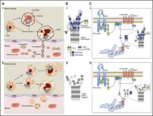 Schematic showing how ck2β deletion induces a defect in proplatelet formation with a premature MK fragmentation and how it impairs α-thrombin/PAR-1 and collagen/glycoprotein VI (GPVI) signaling. (A) Megakaryocyte maturation in bone marrow and platelet release into blood circulation in (i) presence or (ii) absence of CK2β. (B) End-binding protein 3 (EB3)-dependent stabilization of tubulin polymerization in (i) presence or (ii) absence of CK2β. (C) Regulation of intracellular Ca2+ release during Ca2+-dependent platelet activation in (i) presence or (ii) absence of CK2β. CLASPs, cytoplasmic linker associated proteins; DMS, demarcation membrane system; ER, endoplasmic reticulum; FcR, Fc receptor; Gαq/11, Gq protein; GDP, guanosine diphosphate; GTP, guanosine triphosphate; ITAM, immunoreceptor tyrosine-based activation motif; p, phosphorylated; PIP2, phosphatidyl inositol diphosphate; PLC, phospholipase; SH3, sarc homology 3 domain; SYK, spleen tyrosine kinase; Y, tyrosine.
