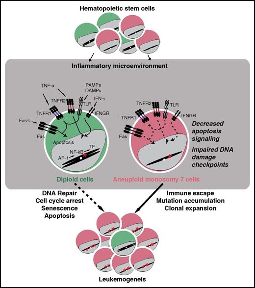 Schematic representation of mechanisms underlying aberrant expansion of aneuploid hematopietic stem cells with −7. During bone marrow failure, hematopietic stem cells are embedded in an inflammatory environment. Although diploid stem cells (green) that accumulate mutations usually are subject to cell-cycle arrest, apoptosis, and effective immune surveillance and eradication, aneuploid stem cells with −7 (red) display downregulation of genes implicated in the regulation of DNA damage checkpoints, cell cycle, and apoptosis, which thereby can facilitate their accumulation of additional mutations and aberrant expansion, ultimately leading to leukemogenesis. AP-1, activator protein 1; DAMP, damage-associated molecular pattern; Fas-L, Fas ligand; IFN-γ, interferon γ; IFNGR, IFN-γ receptor; PAMP, pathogen-associated molecular pattern; TF, transcription factor; TLR, Toll-like receptor; TNF, tumor necrosis factor; TNFR, TNF receptor. The figure has been adapted from Figure 6 in the article by Zhao et al beginning on page 2762.