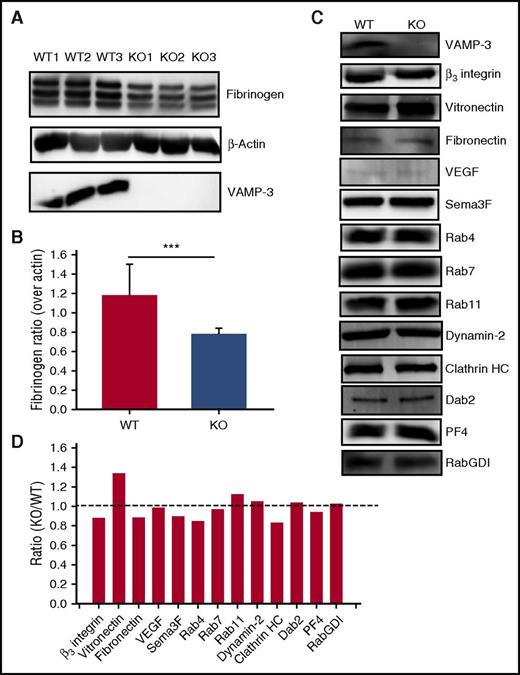 Figure 1. VAMP-3−/− platelets had lower fibrinogen levels. (A) Fg levels in washed platelet extracts from WT and VAMP-3−/− mice (3 each) were measured by western blotting. β-actin was used as loading control. (B) Quantification of Fg levels in panel A was performed using ImageQuantTL and plotted with SigmaPLot software (v13.0). (C) Comparison of protein levels by western blotting between WT and VAMP-3−/− platelets. Washed platelet extracts (5 × 107 platelets/lane) were loaded, and the indicated proteins were probed by western blotting. (D) Quantification of protein levels was performed using ImageQuantTL, and data were plotted as the ratio of VAMP-3−/− over WT. The dashed line represents the ratio 1 of KO/WT protein levels. Statistical analyses were done using Student t test; ***P ≤ .001. Data for panels C and D are representative of platelets pooled from 2 to 3 mice in at least 2 independent experiments.