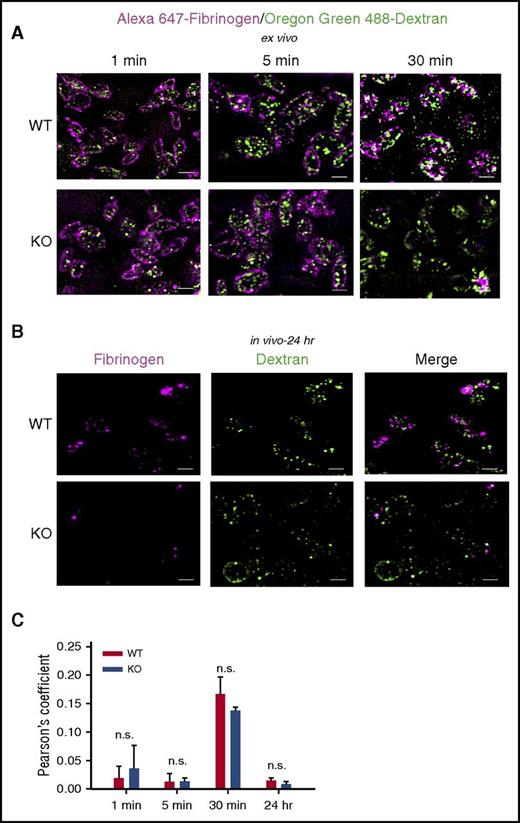 Figure 3. Receptor-mediated and fluid-phase cargoes took different endocytic routes in platelets. (A) Washed WT and VAMP-3−/− platelets (1.0 × 109/mL) were incubated ex vivo with Alexa 647-Fg and Oregon Green 488-Dextran at final concentrations of 1 µM each and incubated at 37°C for 1 to 30 minutes and prepared for 3D-structured illumination microscopy imaging as described in Methods. (B) WT and VAMP-3−/− mice were injected with Alexa 647-Fg and Oregon Green 488-Dextran at a concentration of 2 µM each per fluorophore through the retroorbital sinus. Twenty-four hours postinjection, platelets were harvested and prepared for 3D-structured illumination microscopy imaging. Slides from panels A and B were then imaged using the Nikon Ti-E N-STORM/N-SIM super-resolution microscope, and images were processed using the NIS-Elements v3.2 N-SIM/STORM suite software. Scale bars, 5 µm. Data are representative of at least 2 independent experiments. (C) Pearson’s correlation coefficients were calculated using the NIS-Elements v3.2 N-SIM/STORM suite software to show overlap between Alexa 647-Fg and Oregon Green 488-Dextran (depicted in white) at the indicated points. Graph shows the mean ± SEM of 2 independent experiments, with at least 30 cells per field, taken over 3 to 4 fields per time. Statistical analyses were performed using Student t test; n.s., not significant.