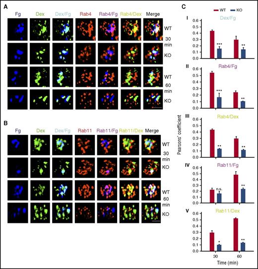 Figure 4. Loss of VAMP-3 affected transit of cargoes to endosomes. Washed platelets (1 × 109/mL) were incubated with Alexa 647-Fg and Oregon Green 488-Dextran at final concentrations of 1 µM each and incubated at 37°C for 30 to 60 minutes and prepared for immunofluorescence microscopy, as described in Methods. Platelets were incubated with anti-Rab4 rabbit polyclonal antibody (1:250 dilution) and anti-Rab11 rabbit polyclonal antibody (1:250 dilution), and then with Alexa 568-conjugated goat anti-rabbit IgG secondary antibody (1:1,000 dilution). Images were taken using the Nikon Ti-E N-STORM/N-SIM super-resolution microscope and digitally magnified by ×30. The Alexa 647-Fg signal was faux-colored blue to aid in identifying overlaps. Scale bars, 1 µm. Data are representative of 2 independent experiments. (C) Pearson’s correlation coefficients were calculated using the NIS-Elements v3.2 N-SIM/STORM suite software to show overlap among (i) Alexa 647-Fg and Oregon Green 488-Dextran (depicted in cyan), (ii) Alexa 568-Rab4 and Alexa 647-Fg (depicted in magenta), (iii) Alexa 568-Rab4 and Oregon Green 488-Dextran (depicted in yellow), (iv) Alexa 568-Rab11 and Alexa 647-Fg (depicted in magenta), and (v) Alexa 568-Rab11 and Oregon Green 488-Dextran (depicted in yellow), at the indicated times. Overlap of all 3 fluorophores is depicted in white in the merge panel. Graph shows the mean ± SEM of 2 independent experiments, with at least 30 cells per field, taken over 3 to 4 fields per time. Statistical analyses were performed using Student t test; *P ≤ .05; **P ≤ .01; ***P ≤ .001; n.s., not significant.