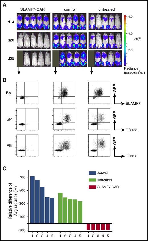 Figure 3. Antimyeloma efficacy of SLAMF7-CAR T cells in vivo. NSG mice were inoculated with CD38+CD138+SLAMF7+ ffluc_eGFP–transduced MM.1S myeloma cells (IV) and, 14 days later, treated with a single dose of SLAMF7-CAR T cells or CD19-CAR (control) T cells (both: IV, 2.5 × 106 CD4+ and 2.5 × 106 CD8+; total dose: 5 × 106) or remained untreated (n = 5 mice per group). (A) Serial bioluminescence imaging to assess myeloma progression/regression. Radiance was measured in regions of interest that encompassed the entire body of mice. Labels on the left state the day after inoculation with MM.1S myeloma cells. (B) Flow cytometric analysis of peripheral blood (PB), bone marrow (BM), and spleens (SP) to detect residual MM.1S myeloma cells in exemplary mice that were euthanized in each treatment group on day 35 after tumor inoculation (ie, day 21 after treatment). (C) Waterfall plot shows the relative increase/decrease in bioluminescence signal between day 14 (before treatment) and day 20 (6 days after treatment) in individual mice. (A-C) The data shown are representative of 3 independent experiments with SLAMF7-CAR and control CD19-CAR T cells prepared from 3 healthy donors.