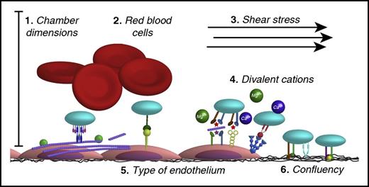 Figure 1. Key methodological variables in endothelial-lined flow chamber studies. Flexibility in flow chamber design has resulted in a range of different endothelial-lined flow chamber setups. Listed here are key variables between those studies: (1) Flow chamber dimensions: to achieve laminar flow, a height/width ratio of <0.2 is recommended. (2) Presence/absence of RBCs: RBCs are required for platelet margination and may influence the efficacy of certain antithrombotic agents, like dipyridamole. (3) Culturing of ECs under static or shear stress conditions: ECs change phenotype upon sensing mechanical stress; hence, culturing under shear stress is advised. (4) Presence/absence of Ca2+ and Mg2+: physiological Ca2+ and Mg2+ levels are required for integrin function and for coagulation to take place. (5) Different EC sources: distinctive endothelial heterogeneity throughout the vasculature illustrates the importance of using an EC source appropriate to the research question. In addition, the expression level of several proteins that are involved in thrombus formation is affected by the passage number. (6) Confluency of EC layer: should be reported as a lack of confluency may trigger thrombus formation, because of exposure of subendothelial matrix components to the blood. Additional clarification is provided in the text. To enable comparison between studies, we encourage reporting the variables specified in this figure.