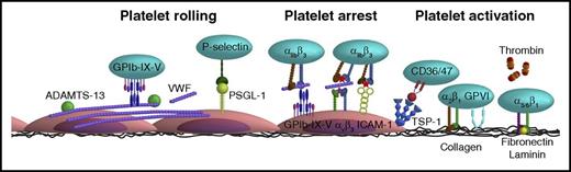 Figure 2. Schematic overview of the various interactions between platelet and endothelial surface molecules. Platelets interact with activated ECs via the following main mechanisms: (1) Platelet rolling via interaction of platelet GPIb-IX-V with endothelial-released VWF with a supporting role for the P-selectin/PSGL-1 axis. (2) Firm platelet adhesion to the endothelium via interaction of platelet αIIbβ3 with endothelial αvβ3 (via VWF, fibrinogen, fibronectin) and ICAM-1 (via fibrinogen). Alternatively, platelet αIIbβ3 can also interact with the endothelial GPIb-IX-V (via VWF). (3) A stimulatory role for thrombin and the thrombospondin-1 (TSP-1)/CD36 axis in platelet activation. More detailed information is provided in the text.