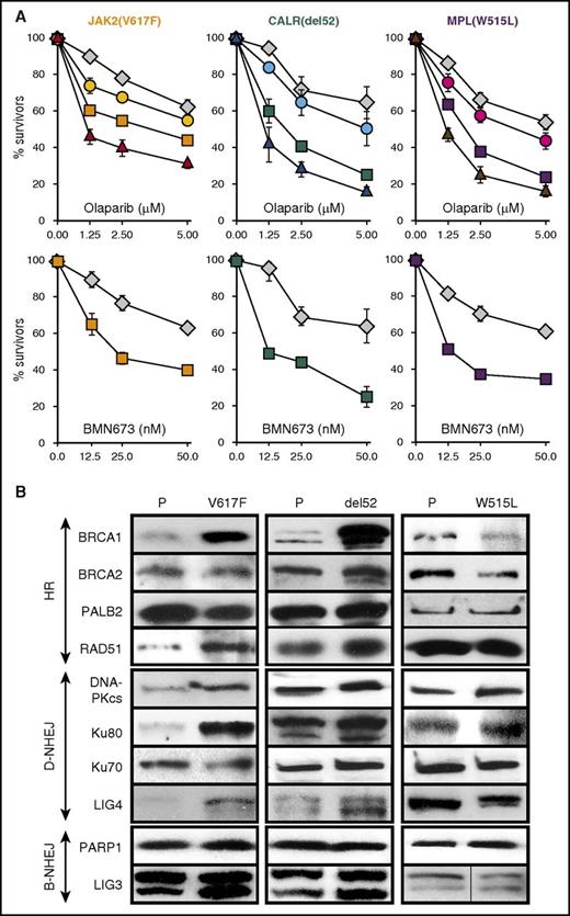Figure 1. Sensitivity of JAK2(V617F)+, CALR(del52)+, and MPL(ex10mut)+ cells to PARPi. (A) Cell lines expressing JAK2(V617F)+EpoR, CALR(del52)+MPL(wt), or MPL(W515L) were incubated with olaparib alone (1.25, 2.5, 5.0 μM) (squares) or BMN673 alone (12.5, 25.0, 50.0 nM) (squares), olaparib plus 200 μM vitamin E (circles), or olaparib plus 2.5 μM SCH51344 (triangles) for 96 hours in the presence of IL-3 plus Epo. Parental cells (diamonds) were incubated with olaparib or BMN673 only. Living cells were counted in Trypan blue. Results represent mean plus or minus SD percentage of living cells in comparison with untreated control from 3 independent experiments. (B) Western analysis of the indicated proteins in parental cells (P) and in isogenic cells expressing JAK2(V617F)+EpoR, CALR(del52)+MPL(wt), and MPL(W515L).