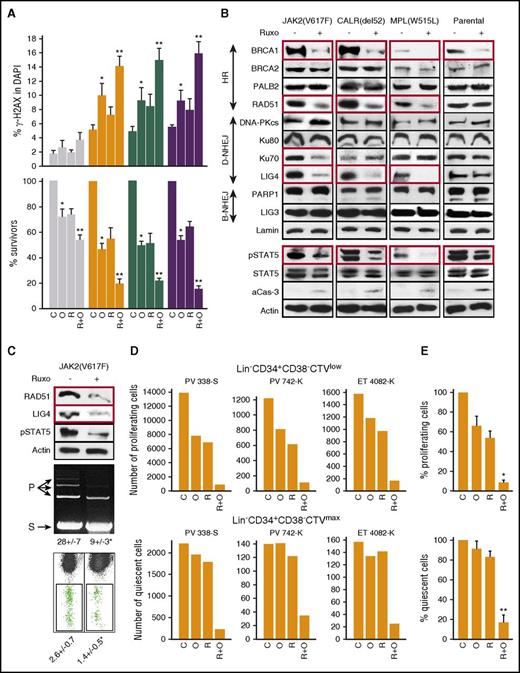 Figure 3. JAK2i ruxolitinib reduced HRR and D-NHEJ activity and enhanced the anti-MPN effect of PARPi olaparib. (Panel A) Parental cell lines and those expressing JAK2(V617F)+EpoR, CALR(del52)+MPL(wt), or MPL(W515L) were untreated (C) or treated with 5 μM olaparib (O) or 400 nM ruxolitinib (R) or ruxolitinib plus olaparib (R+O) in the presence of IL-3 plus Epo for 24 hours (γ-H2AX) and 96 hours (cell survival). DSBs were detected by γ-H2AX immunofluorescence overlapping with 4′,6-diamidino-2-phenylindole (DAPI) (top panel), and living cells were counted in Trypan blue (bottom panel; percentage of living cells in comparison with untreated control). Results represent means plus or minus SD from 3 independent experiments. *P < .05 in comparison with C using the Student t test; **P ≤ .001 in comparison with R and O groups using the response additivity approach. (Panel B) Western analysis of the indicated proteins in cells expressing JAK2(V617F)+EpoR, CALR(del52)+MPL and MPL(W515L), and in BaF3-EpoR cells (Parental) after 24-hour incubation with 400 nM ruxolitinib in the presence of IL-3 plus Epo. Proteins downregulated by ruxolitinib are in red boxes. (Panel C) HRR and D-NHEJ activities in JAK2(V617F)+ cells untreated (−) or treated for 24 hours with 400 nM ruxolitinib (+). Top panel, Western blots, Middle panel, D-NHEJ activity. S indicates linearized plasmid substrate; P indicates ligated plasmid products; results show the percentage of P. Bottom panel, HRR activity measured by restoration of EGFP expression. Results show the percentage of GFP+ cells; *P ≤ .01. (Panel D) Number of proliferating Lin−CD34+CD38−CTVlow and quiescent Lin−CD34+CD38−CTVmax cells from individual JAK2(V617F)+ MPN samples left untreated (C) or treated with ruxolitinib (R; 25 nM), olaparib (O; 1.25 μM), and ruxolitinib plus olaparib (R+O). (Panel E) Cumulative percentages from samples examined in panel D. *P < .001 in comparison with R or O groups using the Student t test; **P < .01 in comparison with R and O groups using the response additivity approach.
