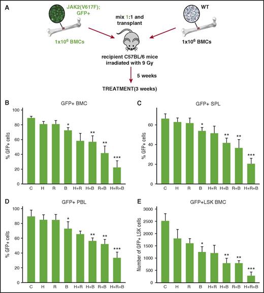 Figure 5. BMN673 exerted an anti-MPN effect in vivo. (Panel A) Experimental model. Lethally irradiated C57BL/6 recipient mice were injected with a 1:1 mixture of 106 GFP+JAK2(V671F) and 106 wild-type bone marrow cells. Five weeks later, mice were treated with vehicle (C), hydroxyurea (H; 30 mg/kg twice daily IP), ruxolitinib (R; 30 mg/kg twice daily oral gavage), BMN673 (B; 0.33 mg/kg IV), H+R, H+B, R+B, and H+R+B for 3 weeks. Percentage of GFP+JAK2(V617F) was measured in (panel B) bone marrow cells, (panel C) splenocytes, and (panel D) peripheral blood leukocytes; (panel E) number of GFP+JAK2(V617F) Lin−Sca1+c-Kit+ (LSK) cells per 106 bone marrow cells was calculated, too. *P < .05, **P < .05, and ***P < .05 when compared with control, single treatment, and double treatment, respectively, from 6 to 7 mice using the Student t test.