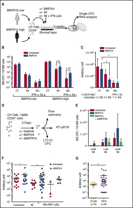 Figure 3. BMPR1b+ CD34+ cell survival to TKI is promoted by exogenous treatment with BMP2/4. (A) Experimental protocol for LTC-IC assays performed using CD34+ cells from BMPR1blo or BMPR1bhi newly diagnosed CP patients. Medium was supplemented weekly with IM (1 µM), or IM (1 µM) and INF-α2a (1,000 U) (IM + IFN-α2a), with or without BMP2 and BMP4 (10 ng/mL each). (B) LTC-IC output is presented as mean ± SEM of the number of colonies for 10 000 cells of week 5 CFC for BMPR1blo (n = 6) or BMPR1bhi (n = 6) patients. (C) BCR-ABL gene expression was analyzed in individual colonies from week 5 CFC obtained from the BMPR1bhi patient subgroup. Percentage of BCR-ABL-expressing colonies is indicated at the bottom of the chart. The figure represents the mean ± SEM of BCR-ABL expression in BCR-ABL-positive colonies. (D) Experimental protocol: CD34+ cells from newly diagnosed CP patients treated or not in serum-free media with IM at 1 or 2 µM, and in the presence or not of BMP2, BMP4, and with or without sBMPR1b. After 5 days of culture, cells were harvested and analyzed for BMPR1b expression by flow cytometry, for genes expression by quantitative polymerase chain reaction and at functional level by CFC and LTC-IC assays. (E) LTC-IC output presented as mean ± SEM of week 5–derived CFC colonies for 10 000 input cells. (F) TWIST-1 gene expression analyzed in individual colonies from week 5 CFC obtained from BMPR1bhi patient subgroups that survived IM treatment alone or in the presence of INF-α2a (panel A). Data from individual colonies are expressed in arbitrary units, and heavy horizontal lines represent mean values ± SEM. (G) Comparative transcriptional expression of TWIST-1 gene in PB or BM CD34+ selected cells from CCyR patients and TKI-resistant patients. Results from individual samples analyzed are expressed in arbitrary units, and heavy horizontal lines represent mean values ± SEM of the indicated number of analyzed samples. W5, week 5. NS, not significant (P > .05). *P ≤ .05; **P ≤ .01; ***P ≤ .001; ****P ≤ .0001.