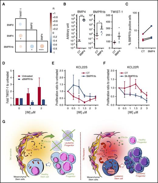 Figure 6. Evidence for a direct link between BMP4, BMPR1b, and TWIST-1 expression and BCR-ABL cell resistance to IM. (A) Correlation matrix representing bilateral Pearson correlation tests performed on transcriptional expression of TWIST-1, BMP2, BMP4, and BMPR1b in CD34+ BM or PB cells from 140 patients (under TKI treatment or CP-Diag CML patients). Positive correlations are presented in red, and negative ones in blue. (B) KCL22S overexpressing BMP4 or KCL22S transfected with an empty vector were analyzed for BMPR1b and TWIST-1 transcript. Results from each analyzed sample are expressed in arbitrary units. (C) Flow cytometry detection of BMPR1b at the cell surface of KCL22S overexpressing BMP4 or transfected with an empty vector. Data represent the percentage of positive cells of paired analyzed samples of control or BMP4-transfected TKI-sensitive KCL22. (D) CD34+ cells from newly diagnosed CP patients treated or not in serum-free media with IM at 1 or 2 µM, and with or without sBMPR1b. After 5 days of culture, TWIST-1 gene expression was analyzed. BMPR1b expression was modulated in the KCL22 cell line by transfection with an empty vector as a control or a BMPR1b-expressing sequence to induce its expression in KCL22-sensitive cells (E) or using a vector containing short hairpine (sh) sequence against BMPR1b to decrease its level in KCL22-resistant cells (F). After puromycin selection, cells were incubated with 1% fetal calf serum in the presence of IM at the indicated dose. After 3 days of culture, cell proliferation and viability were determined by trypan blue staining. The percentage of proliferation was determined by reference to the untreated number of viable cells ± SEM from four experiments. (G) Model for BMPR1b-mediated TKI resistance of CML LSC. CT, control; NS, not significant (P > .05). *P ≤ .05; **P ≤ .01; ***P ≤ .001; ****P ≤ .0001.