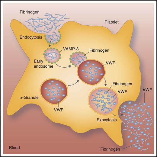 Platelets take up and release fibrinogen. Platelets engulf fibrinogen from the blood and load it into endosomes through the process of endocytosis. Endosomes containing fibrinogen fuse with granules containing VWF. The protein VAMP-3 facilitates this membrane fusion. During platelet activation, platelets release fibrinogen and VWF into the blood to promote platelet aggregation and thrombosis. Professional illustration by Somersault18:24.