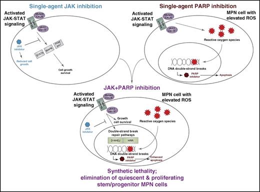 Synthetic lethality from combination of JAK and PARP inhibitors in MPN. Dysregulated JAK signaling from mutation of JAK2, MPL, or CALR leads to enhanced signaling through downstream pathways such as STATs, MAP kinase, and PI3K/AKT, which are well known to activate cell proliferation and survival programs. It has also recently been shown that this dysregulated JAK signaling leads to increased levels of ROS, which stall DNA replication forks and lead to increased levels of DNA double-strand breaks. These findings have been exploited to show that JAK inhibition lowers levels of DNA repair pathways, particularly BRCA-dependent HRR and D-NHEJ, which are important for DNA double-strand break repair and, in doing so, creates a synthetic lethal sensitivity to PARP inhibitors. This JAK/PARP inhibitor combination is sufficient to eliminate quiescent and proliferating MPN leukemic stem progenitor cells in vitro and in vivo.
