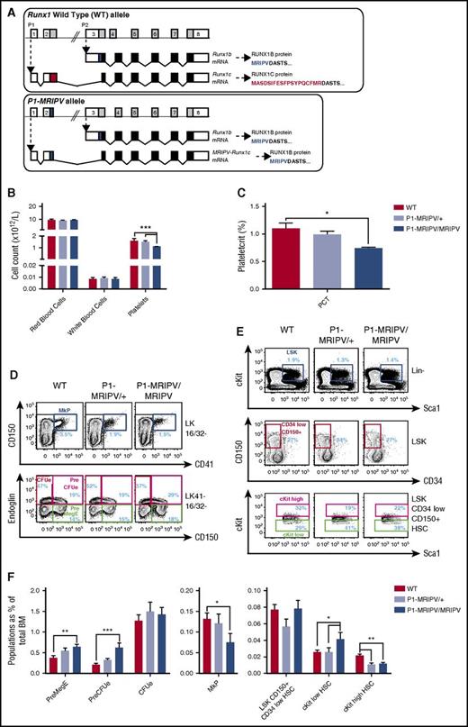 Figure 1. Mk/Ery specification is skewed in the absence of RUNX1C. (A) Schematic representations of the Runx1 WT (top) and P1-MRIPV (bottom) alleles. White bars, noncoding regions; black bars, common coding regions; colored (red or blue) bars, unique coding regions. mRNA, messenger RNA. (B-C) Peripheral blood parameters of WT, P1-MRIPV/+, and P1-MRIPV/MRIPV mice as determined by Sysmex automated cell counting. (B) Red blood cell, white blood cell, and platelet counts; (C) plateletcrit. (WT, N = 5; P1-MRIPV/+ and P1-MRIPV/MRIPV, N = 6). (D-F) Flow cytometric analysis of WT, P1-MRIPV/+, and P1-MRIPV/MRIPV BM Mk/Ery progenitor (PreMegE, MkP, PreCFUe, and CFUe) and LSK HSPC populations. (D) Representative FACS plots of Mk/Ery progenitors; (E) representative FACS plots of LSK HSPCs; (F) proportions of HSPCs as a percentage of total live BM cells; N = 6. *P < .05; **P < .01; ***P < .001; ****P < .0001.