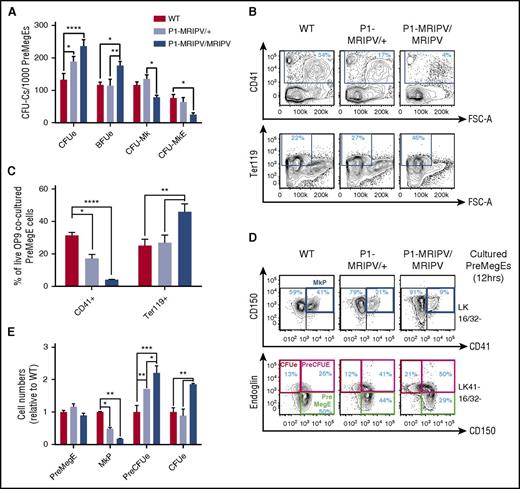 Figure 2. Megakaryocytic output is reduced in P1 knock-in PreMegEs. (A) CFU-C activity of WT, P1-MRIPV/+, and P1-MRIPV/MRIPV PreMegE cells following culture in promyeloid methylcellulose medium (N = 4). (B-C) CD41 and Ter119 expression of OP9 cocultured PreMegE cells isolated on day 7. (B) Representative FACS plots; (C) quantification of CD41+ Mk and Ter119+ erythrocytes (N = 4). (D-E) Mk/Ery progenitor marker expression of PreMegEs following short-term (12 hours) culture in promyeloid liquid medium. (D) Representative FACS plots of PreMegE cells. (Top) CD150/CD41 expression of LK CD16/32− (LK 16/32−) progenitor cells. (Bottom) Endoglin/CD150 expression of LK CD41− CD16/32− (LK41− 16/32−) progenitors; (E) quantification of immunophenotypic PreMegEs, MkPs, PreCFUes, and CFUes relative to WT cultured cells (N = 4). *P < .05, **P < .01, ***P < .001, ****P < .0001. FSC-A, forward scatter–area.