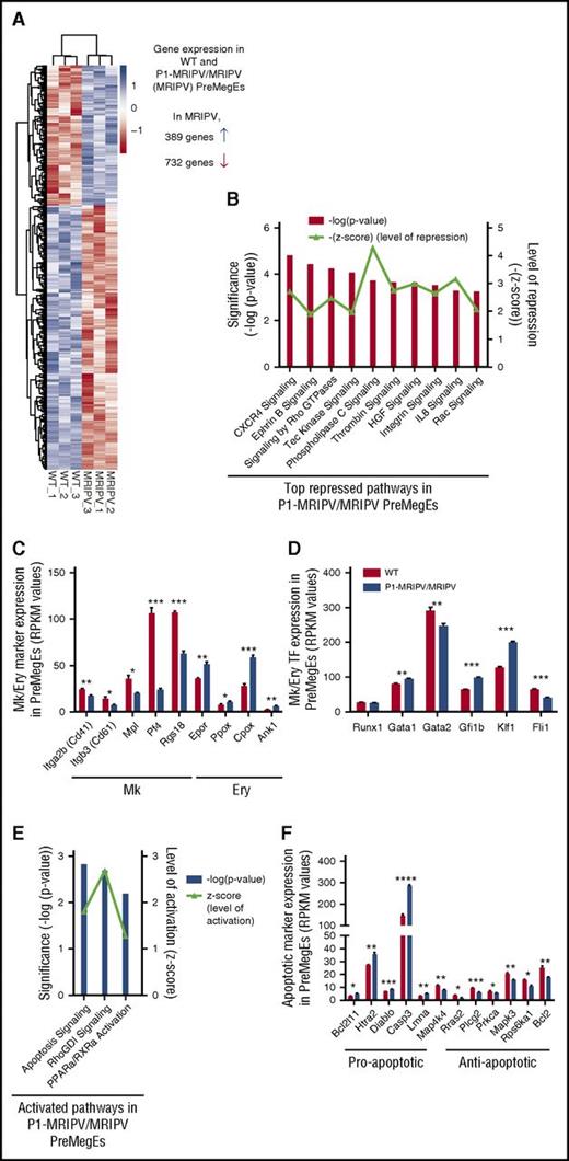 Figure 5. The absence of RUNX1C results in the downregulation of pro-megakaryocyte and the upregulation of pro-apoptotic transcripts in PreMegEs. (A) Heat map depiction of genes at least 2-fold differentially expressed between WT and P1-MRIPV/MRIPV (MRIPV) PreMegE samples, as determined by RNA sequencing. Genes in blue are upregulated and genes in red are downregulated. (B) Signaling pathways repressed in MRIPV PreMegEs compared with WT PreMegEs as determined by IPA. (C-D) Reads per kilobase per million mapped reads (RPKM) values of selected Mk/Ery-associated Mk/Ery markers (C) and TFs (D). (E) Signaling pathways activated in KO PreMegEs compared with WT PreMegEs as determined by IPA. (F) RPKM values of selected apoptosis-associated factors. *P < .05, **P < .01, ***P < .001, ****P < .0001.