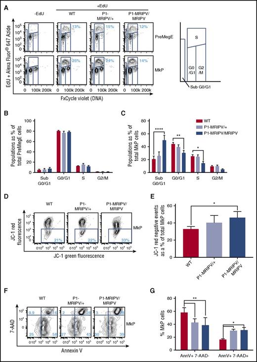 Figure 6. RUNX1C is required for megakaryocyte progenitor proliferation and survival. (A) Representative FACS plots of DNA content (FxCycle Violet)/EdU incorporation in PreMegE (top), and MkP (bottom) populations. (B-C) Cell-cycle analysis of WT, P1-MRIPV/+, and P1-MRIPV/MRIPV PreMegE (B) and MkP (C) populations. Sub G0/G1: FxCycle Violet negative; G0/G1: EdU− 2N; S: EdU+ 2-4N; G2/M: EdU− 4N (N = 6). (D-G) Apoptosis analysis of MkPs. (D) Representative FACS plots of JC-1 green and red fluorescence in stained MkPs. (E) Quantitation of JC-1 red negative (apoptotic) MkPs. (N = 4) (F) Representative FACS plots of 7-AAD/Annexin V (AnnV) staining of MkPs. (G) Quantitation of AnnV+ 7-AAD− (early apoptotic), AnnV+ 7-AAD+ (late apoptotic/dead) MkPs (N = 3). *P < .05, **P < .01, ***P < .001, ****P < .0001. EdU, 5-ethynyl-2′-deoxyuridine.