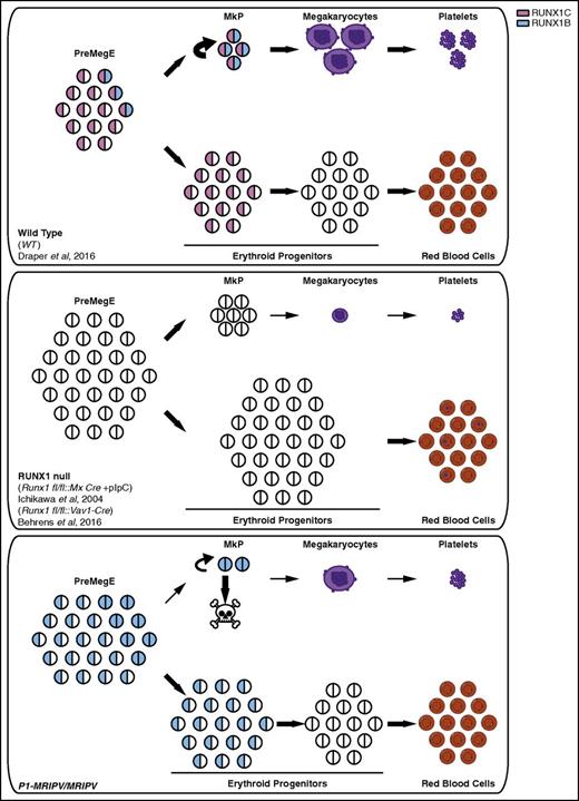 Figure 7. Proposed novel prosurvival role for RUNX1C in megakaryopoiesis. Models of normal erythroid and megakaryocytic specification (WT, top) and the distinct defects resulting from the complete absence of RUNX1 (RUNX1 null, center) or the specific absence of RUNX1C (P1-MRIPV/MRIPV, bottom). In WT PreMegE progenitors, megakaryocytic and erythroid lineage specification and maturation are carefully regulated to prevent, for example, thrombocytopenia or anemia. By contrast, RUNX1 null PreMegE progenitors undergo impaired maturation, resulting in the production of small, low ploidy megakaryocytes and an increased number of red blood cells containing Howell-Jolly bodies (center). P1-MRIPV/MRIPV PreMegE progenitors, however, undergo altered lineage specification but normal maturation thereafter (bottom).