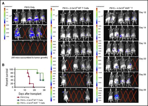 Figure 6. Antitumor response using AhR−/− T cells. (A) 2.5 × 104 luciferase-expressing P815 cells were transferred along with 2.0 × 106 WT or 4.0 × 106 AhR−/− T cells and 3.0 × 106 TCD BM cells. Mice were monitored for tumor growth as indicated using an IVIS Kinetic System following luciferin injection. The “X” indicates death of mouse because of tumor growth; n = 5 for each group. (B) Kaplan-Meier survival for mice described in panel A.