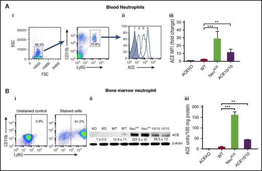 Figure 2. Characterization of NeuACE neutrophils. (A) FCM analysis of ACE expression by blood neutrophils. (i) Dot plots show the approach for the profiling of neutrophils. Neutrophils were defined as CD11b+Ly6G+. FSC, forward scatter; SSC, side scatter. (ii) Histogram of flow cytometry results using anti-ACE antibody and neutrophils from ACE KO (peak 1), WT (2), ACE 10/10 (3), and NeuACE mice (4). (iii) Analysis of ACE expression by ACE KO, WT, ACE 10/10, and NeuACE neutrophils. Data are presented as mean fluorescence intensity (MFI) (n = 4/group). (B) ACE protein expression in neutrophils. Neutrophils were purified from bone marrow using Percoll gradient centrifugation. Flow cytometric analysis after staining cells with CD11b and Ly6G showed that approximately 90% of the cells were neutrophils. Purified neutrophils from ACE KO, WT, NeuACE, and ACE 10/10 mice were lysed in ACE assay buffer. ACE expression was determined by western blot analysis (ii) and by ACE catalytic activity (iii). ACE 10/10 mice were previously created by gene targeting of the ACE gene.15 These mice overexpress ACE in myelomonocytic cells. By enzyme assay, NeuACE neutrophils make 3.7-fold more ACE than ACE 10/10 neutrophils. **P ≤ .005, ***P ≤ .0005, KO-ACE KO, 10/10-ACE10/10.