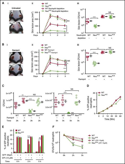 Figure 3. ACE overexpression in neutrophils enhances antibacterial resistance in mice. (A) Resistance to MRSA infection in WT and NeuACE mice. Mice were infected subcutaneously with MRSA (2 × 108 CFU/mouse flank) under basal and neutrophil-depleted conditions. For neutrophil depletion, mice were administered anti-mouse polymorphonuclear neutrophil antibody (250 µg/day/mouse) beginning 1 day before MRSA infection and continuing until the end of the experiment. (i) Representative image of skin lesions at day 3 postinfection, (ii) skin lesion area, and (iii) bacterial burden (CFU) per lesion. (B) Similar experiments were conducted with mice treated with ramipril (36.3 mg/L in drinking water) for 1 week before MRSA infection. (C) Blood from NeuACE mice cleared MRSA more effectively than blood from WT mice at both 2 and 5 hours. Blood samples were infected with MRSA at ∼106 CFU/mL. However, when this assay was performed with blood from mice pretreated with ramipril for 7 days, no difference in bacterial clearance was observed between the 2 groups. (D) Bacterial phagocytosis (internalization) was determined using GFP-Staph. Bone marrow neutrophils were purified and infected with GFP-Staph. (MOI ∼20). The time-dependent percentage of GFP+ neutrophils was determined by FCM (n = 4/group). (E) Measurement of neutrophil phagocytic killing. Following 20 minutes of phagocytosis (MOI ∼10, considered 0 time) and killing extracellular bacteria with gentamycin (400 µg/mL), the loss of GFP from neutrophils was determined by FCM. This parallels the killing of ingested bacteria (n = 4/group). (F) Intracellular killing of MRSA in bone marrow neutrophils. After 20 minutes of phagocytosis (MOI ∼10, considered 0 time), extracellular bacteria were killed with gentamycin and then bacterial survival was determined by CFU counting at 0, 2, and 5 hours (n = 4/group). *P ≤ .05, **P ≤ .005, ***P ≤ .0005. NS, nonsignificant.