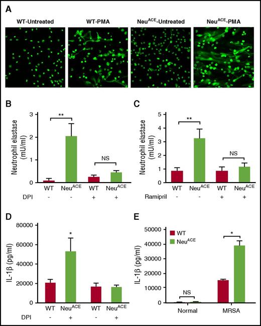Figure 5. ACE increases neutrophil NET formation and IL-1β production. (A) NET formation was measured by fluorescent microscopy. Neutrophils were purified to 98% using magnetic beads and a kit from Stem Cell. They were then cultured and stimulated with PMA (50 nM) for 3 hours. After staining with Cytox green, pictures were taken at ×20 using fluorescent microscope. (B) Elastase release by WT and NeuACE neutrophils. WT and NeuACE neutrophils were purified from blood by gradient centrifugation. Some mice were treated with DPI (3 mg/kg/single dose) for 1 day before neutrophil collection and the purified cells were treated again for 1 hour (10 µM) before MRSA challenge. In all groups, cells were treated with MRSA for 4 hours before NET-associated neutrophil elastase was measured by ELISA. n = 5/group. (C) Following ACE inhibition by ramipril, NET formation was determined by elastase-based ELISA, as described previously. (D) Following 3 days of subcutaneous skin infection with MRSA, NeuACE mice had increased levels of IL-1β in skin lesions compared with WT; n = 8/group. The difference in IL-1β production was abolished by treatment with DPI (3 mg/kg per day, i.p.) beginning 1 day before infection and continuing throughout the experiment; n = 8/group. (E) To assess IL-1β production in vitro, bone marrow neutrophils from WT and NeuACE mice were cultured with MRSA (5 × 106 neutrophils/well, 10 CFU MRSA/neutrophil) for 12 hours. Total IL-1β (cells plus supernatant) was determined by ELISA; n = 5/group. *P ≤ .05, **P ≤ .005, ***P ≤ .0005.