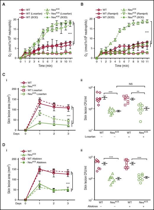 Figure 6. The angiotensin II AT1 receptor is not the major pathway for increased bacterial resistance in NeuACE mice. (A-B) Superoxide production was measured by cytochrome c reduction in neutrophils isolated from bone marrow following a 5-hour in vitro challenge with MRSA (1 × 106 CFU/mL). As a control, samples were treated with 15 µg/mL SOD to eliminate superoxide. (A) Some mice were pretreated with the AT1 receptor antagonist losartan for 1 week (600 mg/L in drinking water) and during superoxide measurements (100 µM). (B) Other mice were pretreated with the ACE inhibitor ramipril for 1 week (36.3 mg/L in drinking water) and during superoxide measurement (1 µM). In both panels A and B, n = 5/group. (C) MRSA skin infection with losartan treatment. Mice were infected subcutaneously with MRSA (2 × 108 CFU/mouse flank). Some mice were treated with losartan as described in panel A. The drug was continued during the experiment. (i) Skin lesion area, (ii) bacterial burden at day 3. (D) MRSA skin infection with aliskiren treatment. Mice were treated IP with the renin inhibitor aliskiren for 5 days (25 mg/kg per day, 1 dose/day) and then infected with MRSA as in panel C. Aliskiren was continued during the experiment. (i) Skin lesion area, (ii) bacterial burden at day 3. *P ≤ .05, **P ≤ .005, ***P ≤ .0005.