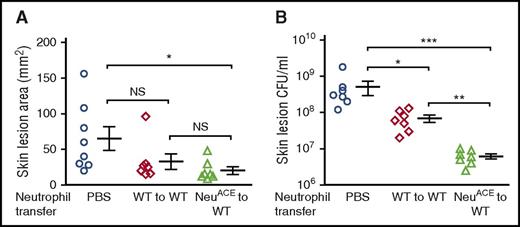 Figure 7. Transfer of NeuACE neutrophils into immunosuppressed mice increased resistance to MRSA infection. WT mice were made neutropenic with cyclophosphamide (230 mg per mouse, single IP dose). Mice were divided into 3 groups, and 1 day after drug injection, the mice were challenged subcutaneously with MRSA (3 × 106 CFU). Two days after drug injection, mice received 107 neutrophils of IV purified from bone marrow of either WT or NeuACE mice. One group of mice received PBS only. (A) Skin lesion area and (B) bacterial counts in skin lesions (B) were measured 3 days after MRSA infection. *P ≤ .05, **P ≤ .005, ***P ≤ .0005.