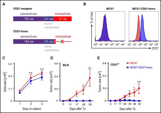 Figure 1. Expression of CD27-trunc on MC57 fibrosarcoma promotes tumor rejection. (A) The amino acid sequences corresponding to CD27 receptor (top) or CD27-trunc (bottom) are shown. (B) Expression of CD27 on MC57 and MC57-CD27-trunc cells, analyzed by flow cytometry (1 representative experiment out of 3 is shown). Red: isotype; blue: CD27. (C) Growth curves of MC57 and MC57-CD27-trunc cells in vitro. Cells (0.5 × 106) were cultured in triplicate and counted on the days indicated. Total number of cells per well are shown. Results are representative of 3 independent experiments. (D-E) Tumor growth curves of MC57 and MC57-CD27-trunc tumors. MC57 and MC57-CD27-trunc tumor fragments were transplanted SC into the flanks of BL/6 (D) or CD27−/− mice (E) and tumor growth was monitored at the time points indicated. Data are shown as mean ± SEM of 5 to 10 mice in each group. Pooled data from 3 independent experiments are shown. Statistics: 2-way ANOVA (C-E). aa, amino acid; max, maximum; n.s., not significant; Tx, transplantation.