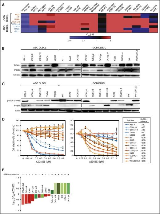 Figure 1. PI3Kα/δ and AKT inhibitors are active in molecular DLBCL subtypes. (A) Heat map of IC50 concentrations for 16 inhibitors across 8 DLBCL cell lines. Red indicates resistance, whereas blue indicates sensitivity (IC50 < 1 µM) to a specific compound. Doxorubicin and ibrutinib are used as positive control inhibitors. (B) Western blot analysis of PI3Kα and PI3Kδ isoform expression. Lysates from OCI-Ly1 cells are used on both blots to allow a comparison of basal protein expression. Representative results from at least 3 independent experiments are shown. (C) Western blot analysis of AKT phosphorylation and PTEN expression. Lysates from OCI-Ly1 cells are used on both blots to allow a comparison of basal protein expression. Representative results from at least 2 independent experiments are shown. (D) AZD8835 is predominantly effective in ABC DLBCL models, whereas AZD5363 induces cytotoxicity mostly in GCB DLBCL cell lines. Representative results from at least 3 independent experiments are shown. Error bars indicate standard deviations. (E) AZD5363 predominantly affects PTEN-deficient DLBCLs. Depiction of log10-normalized IC50 values demonstrates that PTEN-negative (red) DLBCL models are significantly more sensitive to AKT inhibition compared with PTEN-expressing (green) cell lines (P = .0056; 1-tailed Fisher’s exact test).