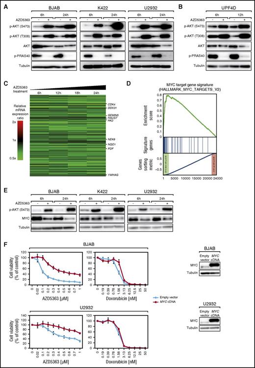 Figure 3. AZD5363 regulates MYC signaling in PTEN-deficient DLBCLs. (A) Treatment with 1 µM AZD5363 for 6 and 24 hours results in increased phosphorylation of AKT and decreased PRAS40 phosphorylation in BJAB, K422, and U2932 cells measured by western blotting. (B) Treatment with 1 µM AZD5363 for 6 and 12 hours results in increased phosphorylation of AKT and decreased PRAS40 phosphorylation in UP4FD cells measured by western blotting. (C) GEP following AZD5363 treatment in K422 and U2932 cells. Changes of gene expression are profiled at the indicated time points following treatment with AZD5363. Gene expression changes are depicted according to the color scale shown. Genes that are involved in critical biological processes are highlighted. (D) Gene set enrichment analysis of a previously described MYC gene expression signature. The MYC signature is significantly enriched with genes that are downregulated following AZD5363 treatment in K422 and U2932 cells. (E) AKT inhibition following treatment with 1 µM AZD5363 for 6 and 24 hours results in decreased MYC expression measured by western blotting in BJAB, K422, and U2932 cells. (F) Expression of an MYC cDNA partially rescues BJAB and U2932 cells treated with AZD5363. In contrast, expression of an MYC cDNA does not rescue cells from doxorubicin-induced toxicity. Expression of exogenous MYC protein is shown by western blotting. Representative results from at least 3 independent replicates are shown. Error bars indicate standard deviations.