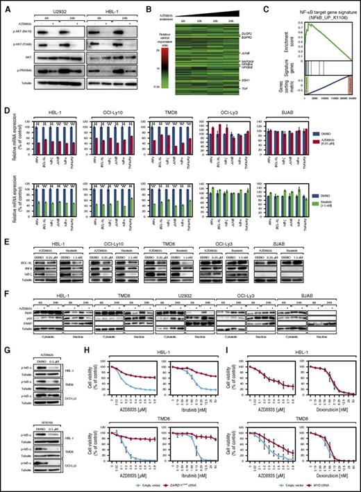 Figure 5. AZD8835 inhibits NF-κB signaling in ABC DLBCLs. (A) Treatment with AZD8835 for 6 and 24 hours decreases both AKT and PRAS40 phosphorylation levels in U2932 and HBL-1 cells measured by western blotting. (B) GEP following treatment with AZD8835 in HBL-1, OCI-Ly10, and U2932 cells. Changes of gene expression are profiled at the indicated time points following treatment with AZD8835. Gene expression changes are depicted according to the color scale shown. Genes that are involved in critical biological processes are highlighted. (C) Gene set enrichment analysis of a previously described NF-κB gene expression signature. The NF-κB signature is significantly enriched with genes that are downregulated after AZD8835 treatment. (D) NF-κB target genes are downregulated on mRNA level in HBL-1, OCI-Ly10, and TMD8 but not in OCI-Ly3 and BJAB cells after treatment with AZD8835. The BTK inhibitor, ibrutinib, that was used as a positive control, downregulates the NF-κB target genes IRF4, BCL-XL, IκB-ζ, JUNB, IκB-α, and TNFAIP3 to a similar degree. Representative results from at least 2 independent experiments are shown. Error bars indicate the standard deviation. (E) NF-κB target genes are downregulated on protein levels in HBL-1, OCI-Ly10, and TMD8 cells after treatment with AZD8835 and ibrutinib. No downregulation can be observed in insensitive control cell lines OCI-Ly3 and BJAB. Representative results from at least 3 independent experiments are shown. (F) Analyses of cytosolic and nuclear distribution of NF-κB subunits. Treatment with AZD8835 significantly decreases nuclear expression of the NF-κB subunits RelA and p50 in sensitive HBL-1, TMD8, and U2932 cells, whereas no changes are detectable in insensitive OCI-Ly3 and BJAB models. Successful nuclear and cytosolic fractionation is indicated by tubulin and poly(ADP-ribose) polymerase 1 (PARP) expression. Representative results from 2 independent experiments are shown. (G) AZD8835 treatment inhibits IκB-α phosphorylation in HBL-1 and TMD8 cells. In contrast, p-IκB-α levels are not changed in OCI-Ly3 cells following AZD8835 treatment. The IκB kinase inhibitor AFN700 reduces p-IκB-α levels in all 3 cell lines. Representative results from at least 3 independent experiments are shown. (H) The activating CARD11L244P mutant rescues HBL-1 and TMD8 cells from AZD8835- and ibrutinib-induced cytotoxicity. Data are expressed as means ± standard deviation of at least 2 independent experiments. (I) Exogenous expression of an MYC cDNA partially rescues TMD8 cells from AZD8835-induced cytotoxicity, whereas it has no effect on viability of HBL-1 cells. Representative results from at least 3 independent experiments are shown. **P < .01; ***P < .001.