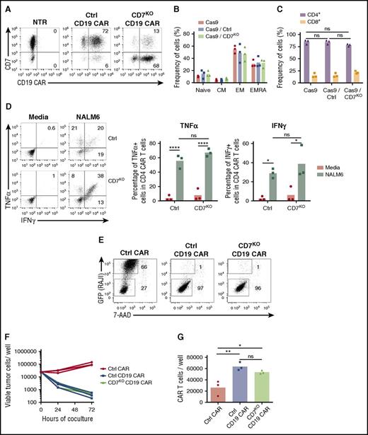 Figure 3. Loss of CD7 does not alter phenotype or effector function of CAR T cells. (A) T cells were electroporated with Cas9 complexed with CD7-specific or control (CD19 specific) gRNA and transduced with CD19 CAR. Representative dot plots show expression of CD7 and CD19 CAR in T cells electroporated with Cas9+gRNA 7 days posttransduction. Nontreated activated T cells were used as control. Numbers denote frequency of cells in corresponding quadrants. (B) Frequency of naïve-like cells (naïve; CCR7+CD45RA−), central memory (CM; CCR7+CD45RA−), effector memory (EM; CCR7−CD45RA−), and effector memory RA (EMRA; CCR7−CD45RA+) in CD19 CAR T cells assessed by flow cytometry on day 7 posttransduction. (C) Frequency of CD4+ and CD8+ CD19 CAR T cells 7 days posttransduction. (D) CD19 CAR T cells were incubated with CD19+ NALM6 cells, and production of TNFα and IFNγ in CD4+ cells was assessed by intracellular cytokine staining. Dot plots represent cytokine production in CD19 CAR T cells in the presence of NALM6 or in media alone. Summarized data from 3 donors are shown on the right. (E) Control or CD7KO CD19 CAR T cells or control nontransduced T cells were cocultured with GFP+ Raji cells at the effector-to-target ratio 1:1 for 72 hours. Dot plots show representative frequency of gated CAR T cells and GFP+ tumor cells at the end of coculture. Total numbers of live tumor cells (F) and CD19 CAR T cells (G) were counted by flow cytometry at 72 hours using counting beads. Lines denote individual donors. Data represent 2 independent experiments with n = 3 donors in each. *P < .05; **P < .01; ****P < .0001.