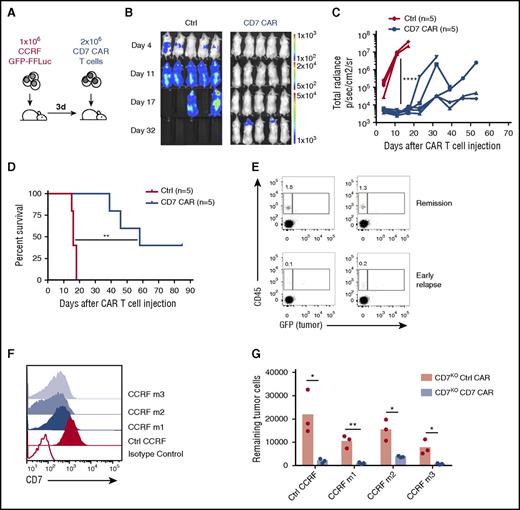 Figure 7. CD7KO CD7 CAR T cells control the progression of systemic T-ALL in the mouse xenograft model. (A) Schematic outline of the experiment. NSG mice (n = 5 per group) were injected intravenously with 1 × 106 GFP-FFluc CCRF cells followed by a single intravenous injection of 2 × 106 of control or CD7KO CD7 CAR T cells 3 days later. (B) Tumor burden was monitored weekly by measuring luminescence using IVIS imaging. (C) Overall kinetics of systemic tumor progression in mice. Each line denotes an individual animal. (D) Kaplan-Meier survival curve of mice injected with control or CD7KO CD7 CAR T cells. (E) Relative frequency of CAR T cells (hCD45+ GFP−) in peripheral blood of mice in stable remission (top) or during early stages of relapse (bottom) on day 34 after CAR T-cell injection. (F) Surface expression of CD7 on relapsed CCRF tumor cells in peripheral blood of 3 relapsed mice (CCRF m1-m3, blue histograms) in comparison with control in vitro propagated cells (red histogram). Open histogram denotes CD7-negative cell line Raji. Data represent 2 independent experiments. (G) CCRF GFP+ blasts were isolated from spleens of 3 relapsed mice and cocultured with CD7KO control or CD7 CAR T cells from 3 donors for 24 hours at a 1:1 E:T ratio. The numbers of viable tumor cells were counted at the end of coculture by flow cytometry using counting beads. *P < .05; **P < .01, by log-rank Mantel-Cox test; ****P < .0001.