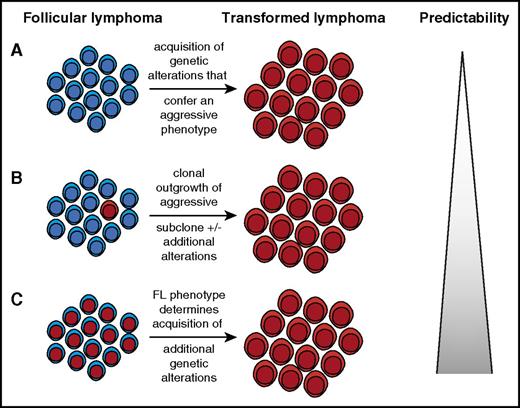 Figure 2. Different scenarios with varying implications for the predictability of transformation. (A) In this scenario, transformation results from the acquisition of genetic alterations that occur after diagnosis of preceding FL. Transformation cannot be predicted by a test performed at the time of diagnosis. This would be a probabilistic scenario as no feature from the initial FL determines subsequent transformation. (B) In some cases, the transformed clone can be detected when patients present with what is thought to be FL. Detection is typically challenging as it requires experimental strategies such as deep sequencing of DNA obtained from the FL tumor biopsy or of circulating DNA in plasma. This would be either a probabilistic or deterministic scenario as it is unclear whether the presence of a minor aggressive subclone results in increased risk of transformation. (C) FL tumor cells harbor characteristics that increase the likelihood of transformation. These characteristics could be distinct alterations that increase the mutation rate, or even a permissive microenvironment. A biomarker could be particularly useful in this setting. This latter scenario is deterministic. We would like to emphasize that scenarios A-C are simplified conceptualizations of the large number of possible ways that transformation can potentially evolve from underlying low-grade lymphoma and are certainly not mutually exclusive.