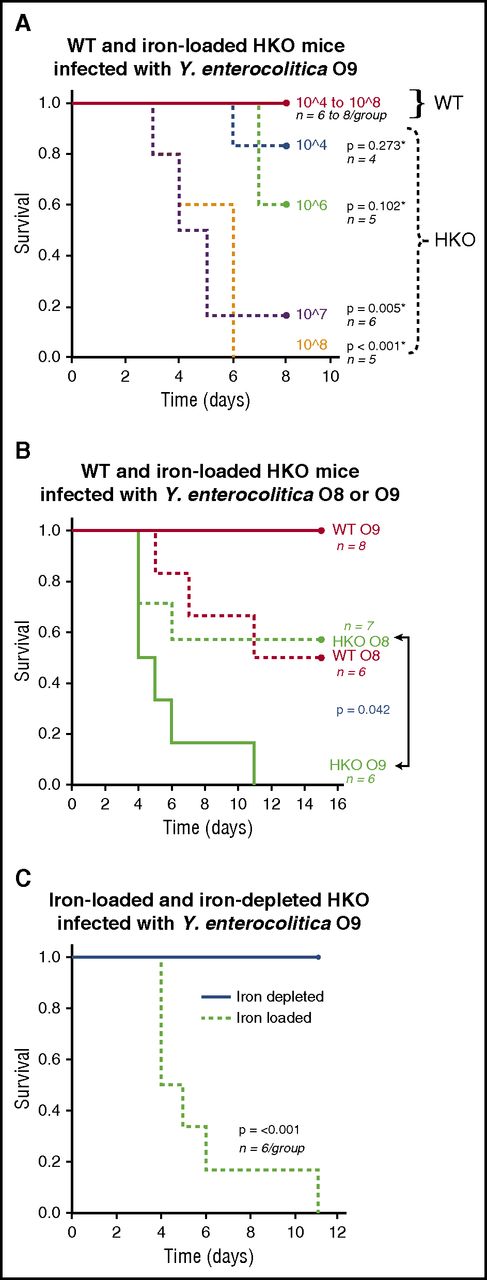 Figure 1. Hepcidin deficiency and resulting iron overload promote mortality from siderophilic but not nonsiderophilic Y enterocolitica. (A) Survival after oral infection with increasing doses of siderophilic Y enterocolitica O9 (104-108 CFUs per mouse) of WT mice with normal iron status or naturally iron-loaded HKO mice. *Comparison of HKO to WT mice infected with the same dose. (B) Survival curve for WT or naturally iron-loaded HKO mice infected through oral gavage with 108 CFUs per mouse Y enterocolitica serotype O9 (siderophilic) or O8 (nonsiderophilic). (C) Survival of naturally iron-loaded or dietary iron-depleted HKO mice after oral infection with 108 CFUs per mouse Y enterocolitica O9. Infection with siderophilic O9 bacteria resulted in significantly greater mortality than infection with nonsiderophilic O8 bacteria in iron-loaded HKO mice. Survival is defined in “Methods.” Statistical comparison of survival was performed using multifactorial Kaplan-Meier log-rank analysis.