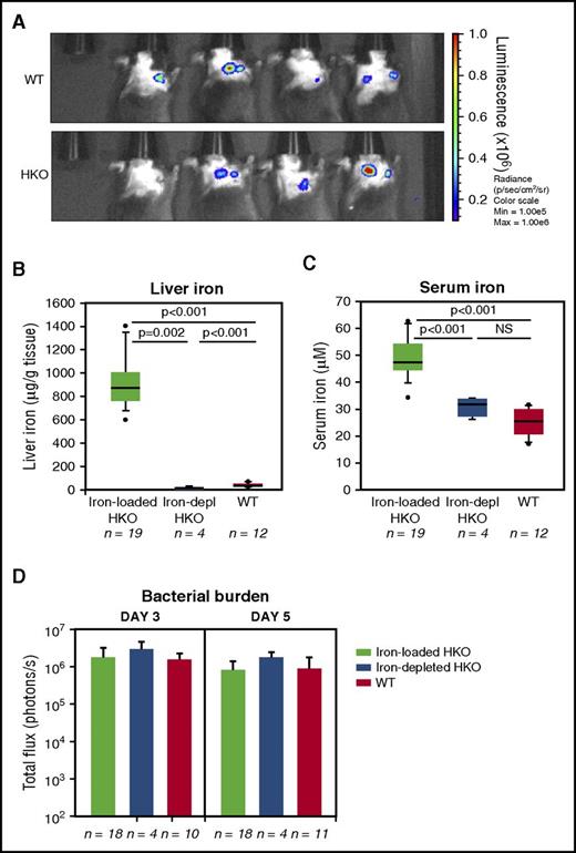 Figure 2. Hepcidin deficiency and iron overload do not alter susceptibility to catheter-associated infection with gram-positive S aureus. (A) A 0.5-cm catheter piece was incubated for 15 minutes at 107 CFU/mL bioluminescent S aureus and implanted under the skin of mice. Infection burden was assessed by in vivo bioluminescence imaging every other day starting on day 1 after surgery. Representative images from day 3 are shown. (B-C) Liver and serum iron in iron-loaded and iron-depleted HKO mice and WT mice. (D) Bacterial burden as measured by total luminescence flux was maximal on days 3 and 5, but similar between iron-loaded HKO, iron-depleted HKO, and WT mice. Statistical analysis was performed using the Student t test (B: ID HKO vs WT; C) or Mann-Whitney U test (the rest). Max, maximum; Min, minimum; NS, not significant.