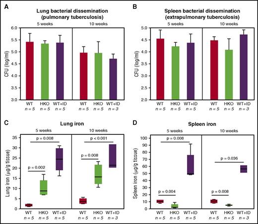 Figure 3. M tuberculosis infection is not affected by hepcidin deficiency or iron loading in mice. Control WT mice, naturally iron-loaded HKO mice, and parenterally iron-loaded WT mice (iron-dextran injection, WT + ID) were infected with 30 CFUs of M tuberculosis (aerosol). After 5 and 10 weeks, there was no difference between the 3 groups of mice in pulmonary (A) or extrapulmonary (B) bacterial burden as assessed by tissue CFUs. (C-D) Lung and spleen iron concentration. Statistical analysis: Student t test if data were normally distributed (C: WT vs HKO 5 weeks, WT vs WT+ID 10 weeks; D: WT vs HKO, 5 weeks) and Mann-Whitney U test if they were not normally distributed.