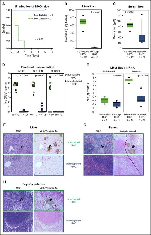 Figure 4. Iron overload promotes rapid growth and dissemination of Y enterocolitica O9. (A) Survival of naturally iron-loaded or dietary iron-depleted HKO mice after IP infection with 108 CFU Y enterocolitica O9 is comparable to that after oral infection (Figure 1C) indicating that intestinal bacterial translocation is not the critical iron-dependent step. (B-H) Iron-loaded or iron-depleted (depl) HKO mice were orally infected with 108 CFUs per mouse Y enterocolitica O9. (B-C) Liver and serum iron concentrations confirmed iron loading and iron depletion of HKO mice. (D) Iron-loaded HKOs had dramatically increased bacterial dissemination to the liver, spleen, and blood as assessed by tissue CFUs, and consequently (E) much higher liver Saa1 mRNA expression compared with iron-depleted HKOs. (F-H) Hematoxylin and eosin (H&E) and staining with antibody (Ab) specific for Y enterocolitica O9 of tissue sections from the liver, spleen, and Peyer patches of iron-loaded (in green rectangles) or iron-depleted (in blue rectangles) HKO mice; ×10 magnification. Arrows point to bacterial abscesses. Survival is defined in “Methods.” Statistical analysis of survival curves (A) was performed using multifactorial Kaplan-Meier log-rank analysis. Statistical analysis in panels B through E was performed using the Student t test for normally distributed data (D: spleen CFUs; E) and the Mann-Whitney U test for data that were not normally distributed. ΔCt, Δcycle threshold; hprt, hypoxanthine-guanine phosphoribosyltransferase.