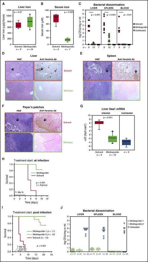 Figure 5. High extracellular iron promotes Y enterocolitica O9 virulence, and lowering of plasma iron by minihepcidin treatment prevents mortality. (A-H) Iron-loaded HKO mice were orally infected with 108 CFUs of Y enterocolitica O9 and treated with solvent or minihepcidin (Minihepc; 100 nmol). Minihepcidin treatment did not alter liver iron (A) but lowered serum iron (B) and prevented bacterial dissemination to the liver, spleen, and blood (C). (D-F) H&E or anti–Y enterocolitica antibody staining of tissue sections from the liver, spleen, and Peyer patches of solvent-treated (in red rectangles) or minihepcidin-treated (in green rectangles) HKO mice; ×10 magnification. Arrows point to bacterial abscesses. (G) Liver Saa1 mRNA expression. (H) Survival curves. (I-J) Iron-loaded HKO mice were orally infected with 108 CFUs per mouse Y enterocolitica O9 and treated with solvent or minihepcidin for 7 days starting on day 2 (Minihepcidin 1) or 3 (Minihepcidin 2) after infection. (I) Survival curve. (J) Bacterial dissemination and tissue burden for minihepcidin-treated groups was assayed at euthanasia (on day 21 after infection). Tissue CFUs of iron-loaded moribund HKO mice were used for comparison (D). Survival is defined in “Methods.” Statistical analysis: The Student t test was used for normally distributed data (B; C: spleen CFUs; G) and the Mann-Whitney U test for data that were not normally distributed (A; C: liver and blood CFUs). Survival (H-I) was analyzed using Kaplan-Meier log-rank. tx, treatment.
