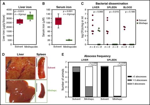 Figure 6. Minihepcidin treatment is beneficial even in mice with intact hepcidin regulation and iatrogenic iron overload. WT mice were iron loaded through IP injection of 20 mg of iron dextran on day −1, then orally infected with 108 CFUs of Y enterocolitica O9 on day 0 and treated with solvent or minihepcidin (100 nmol per day) for 10 days. (A-B) Liver and serum iron levels. (C) Bacterial dissemination to liver, spleen, and blood assessed by CFUs (whole liver and spleen). (D) Gross pathology of liver and spleen, with many abscesses visible in the tissues from solvent group. Scale bar, 1 cm. (E) Abscess proportion analysis (χ2 test) showed abscess formation predominantly in solvent-treated animals, whereas minihepcidin treatment rescued the phenotype. Statistical analysis was done using the Student t test for normally distributed data (A; B; C: liver CFUs) and the Mann-Whitney U test for data that are not normally distributed (C). Data in panel F were analyzed using the χ2 test.