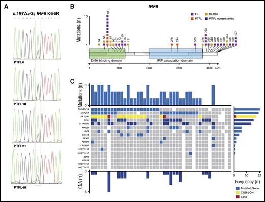 Figure 2. IRF8 mutations and global mutational landscape in PTFL. (A) Sequence electropherograms from cases PTFL6, PTFL18, PTFL21, and PTFL40 showing IRF8 p.K66R (c.197A>G) mutation by Sanger sequencing. PTFL18 carried a concomitant 16q11.2-q24.3 CNN-LOH, including an IRF8 gene. (B) Schematic diagram of IRF8 mutations in FL,20-22 DLBCL,9,25 and PTFL,3,4 according to NGS studies. Exons are represented by boxes on the body of the protein and the main protein domains are represented by larger colored boxes. Domains of the protein are represented according to Uniprot database (www.uniprot.org).4 (C) Overview of the global mutational landscape in 43 PTFL cases. Each column of the heat map represents 1 PTFL case and each line 1 specific analysis. On the right side of the figure, the frequency of the particular result of the analysis is shown.