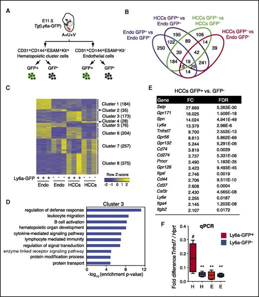 Figure 1. RNA sequence analysis to identify markers of pre-HSCs and embryonic HSCs. (A) Schematic showing the 4 cell populations that were compared. (B) Venn diagram of differentially expressed genes (DEGs) from pairwise comparisons. DEGs were identified by using a false discovery rate (FDR) cutoff <0.05 and a fold change cutoff >2. (C) Expression clusters defined by using consensus clustering and DEGs. Color indicates row-wise normalized expression levels. Numbers in parentheses indicate the number of genes in each cluster. (D) Gene ontology (GO) terms associated with genes in cluster 3. Level 5 biological process terms were used for enrichment analysis. Enrichment P values were computed by using the hypergeometric distribution. Nominal P values were corrected for multiple testing by using the Benjamini-Hochberg method. (E) List of cell surface marker genes in cluster 3 with more than twofold changes in gene expression in Ly6a-GFP+ HCCs relative to Ly6a-GFP– HCCs or Ly6a-GFP+/− endothelial cells. (F) Quantitative polymerase chain reaction analysis of Tnfrsf7 messenger RNA in all 4 populations. n = 6, whiskers represent the 5th to 95th percentile. Significance is by 1-way analysis of variance and Dunnett’s multiple comparison test with Ly6a-GFP+ HCCs as a comparator (#). **P < .01. E, endothelial cells; Endo, endothelial cells (CD31+CD144+ESAM+Kit–); FC, fold change; H, hematopoietic clusters.