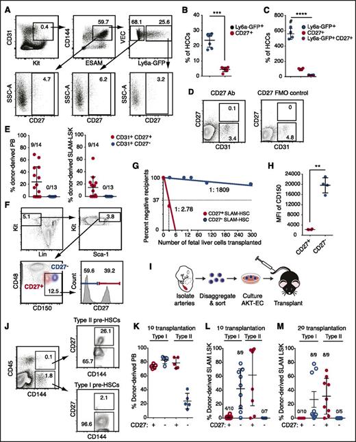 Figure 2. Embryonic HSCs in the major arteries, FL HSCs, and type II pre-HSCs are CD27+. (A) Representative scatter plots of CD27 expression on HCCs (CD31+Kit+CD144+ESAM+) and on the Ly6a-GFP+ and Ly6a-GFP– fractions of HCCs. Data are from the A+U+V of E11.5 Tg(Ly6a-GFP) embryos. (B) The average percentage (± SD) of Ly6a-GFP+ cells and Ly6a-GFP+CD27+ cells in the CD31+CD144+ESAM+Kit+ hematopoietic clusters (HCCs) (n = 7). Unpaired 2-tailed Student t test. ***P < .001. (C) The average number of cells in hematopoietic clusters with the indicated markers per embryo (mean ± SD, analysis of variance, Tukey’s multiple comparison test). ****P < .0001. (D) Representative sort plots for CD31+CD27+ and CD31+CD27– cells used in transplantation assays. Cells were sorted from the A+U+V of E11.5 embryos. (E) Left, average percentage (± SD) of donor-derived cells in the recipient PB 16 weeks posttransplantation. The number of repopulated animals/total number of recipients is indicated above each column. Right, average contribution to BM SLAM (CD48– CD150+) LSK cells. (F) Representative scatter plots of FL SLAM LSK cells from E14.5 fetuses separated based on CD27 expression. Lineage, Ter119, CD3e, B220, Gr1. Bottom left scatter plot shows the location of CD27+ and CD27– cells within the SLAM LSK population. (G) Limiting dilution transplantation of CD27+ and CD27– SLAM LSK cells. Reconstitution (>1% donor-derived BM SLAM LSK cells) was assessed at 16 weeks posttransplantation (n = 4-8 recipients per dose). The frequencies of HSCs were determined by extreme limiting dilution analysis.25 P = 2.9e-32. (H) Mean fluorescence intensity (MFI) of CD150 in the CD27+ and CD27– populations of SLAM LSK cells (n = 4). Unpaired 2-tailed Student t test. **P < .01. (I) Schematic for assessment of pre-HSCs. A+U+V were isolated, dissociated, cells sorted, cultured on Akt-EC for 7 days, and transplanted into irradiated recipients. (J) Representative sort plots of CD27+ and CD27– type I and II pre-HSCs. (K) The average percentage (± SD) of donor-derived PB cells 16 weeks posttransplantation into primary recipient mice. (L) Percentage of donor-derived SLAM LSK cells in recipient BM 16 weeks posttransplantation. (M) Percentage of donor-derived SLAM LSK cells in the BM of secondary recipients. A total of 500 000 BM cells from each primary recipient were injected into secondary recipients. FMO, fluorescence minus 1 control for CD27.