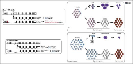 The wild-type (WT) RUNX1 genomic locus produces messenger RNA (mRNA) transcripts from either the P1 or P2 promoter generating RUNX1c or RUNX1b protein isoform, respectively. RUNX1c is expressed in preMegE progenitor cells, MkPs, and early erythroid progenitor cells, whereas RUNX1b is expressed in PreMegE cells as they commit to MkPs and during Mk maturation. Draper et al engineered the P1-MRIPV allele by replacing DNA sequences in exon2 that encode the normal MASDSIFESFPSYPQCFMR amino acid sequence (unique to RUNX1c) with those encoding MRIPV (unique to RUNX1b). Homozygous P1-MRIPV knock-in mice, which lack expression of all RUNX1c, have impaired survival of MkPs, reduced megakaryocyte output, and enhanced erythroid output. The MkPs that survive have normal terminal megakaryocyte maturation. The figure has been adapted from Figures 1 and 7 in the article by Draper et al that begins on page 271.