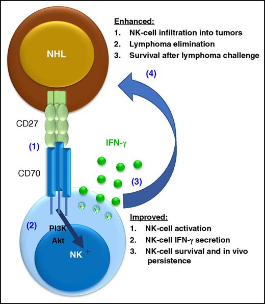 CD70 signaling enhances NK-cell antilymphoma responses. CD70 is triggered by CD27 expressed on lymphoma cells (1), resulting in CD70-transduced phosphatidylinositol 3-kinase (PI3K)/Akt pathway, resulting NK-cell activation (2). This interaction results in NK cell activation and multiple functional effects (3), which contribute to the protection of the host against lymphoma (4).