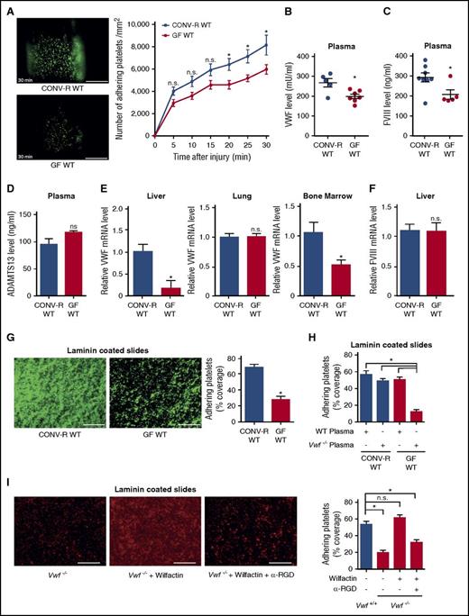 Figure 1. Reduced plasmatic VWF levels, hepatic synthesis, and platelet deposition in GF C57BL/6 mice. (A) Deposition of DCF, 5- (and 6) carboxy-2′,7′-dichlorofluorescein diacetate (carboxy-DCFDA)-stained platelets (green) to the ligation-injured common carotid artery in CONV-R WT (top) and GF WT mice (bottom) 30 minutes after transient ligation. Images of representative experiments are shown. Scale bar, 200 µm (10 mice per group). (B) VWF levels in PPP of CONV-R WT and GF WT mice (5-7 mice per group). (C) FVIII levels in PPP of CONV-R WT and GF WT mice (5-8 mice per group). (D) ADAMTS13 levels in plasma of CONV-R WT and GF WT mice (3 mice per group). (E) Relative VWF mRNA expression in the livers (4-5 mice per group), lungs (6 mice per group), and bone marrow (5 mice per group) of CONV-R WT compared with GF WT mice. (F) Relative FVIII mRNA expression in the liver (7 mice per group). (G) Deposition of DCF-stained, washed platelets (green) from CONV-R WT or GF WT mice to laminin. Representative images, scale bar, 100 µm; quadruplicate determination (4 mice per group). (H) Deposition of washed platelets from CONV-R WT and GF WT mice to laminin after 30 minutes of incubation with WT or Vwf−/− plasma; quadruplicate measurements (4 mice per group). (I) Deposition of washed platelets from Vwf+/+ and homozygous Vwf−/− mice to laminin after 30 minutes of incubation with Wilfactin ± α-RGD; quadruplicate determination (4 mice per group); scale bar, 100 µm. Mean ± SEM, repeated measurement ANOVA (mixed model); independent-sample Student t tests or ANOVA with Tukey post hoc test, *P < .05. n.s., not significant.