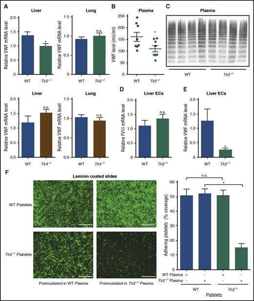 Figure 2. Impaired deposition of Tlr2-deficient platelets to laminin coatings is dependent on reduced plasma VWF levels and hepatic VWF synthesis in Tlr2−/− C57BL/6 mice. (A) Relative VWF mRNA expression in the livers and lungs of WT, Tlr2−/−, and Tlr4−/− mice (7-9 mice per group). (B) VWF level in PPP of WT and Tlr2−/− mice (8 mice per group). (C) VWF multimer composition in PPP of WT and Tlr2−/− mice (4 mice per group). (D) FVIII mRNA levels in primary mouse liver endothelial cells of WT and Tlr2−/− mice (5 mice per group). (E) VWF mRNA levels in primary mouse liver endothelial cells of WT and Tlr2−/− mice (5 mice per group). (F) Static laminin deposition of DCF-stained, washed platelets (green) of WT or Tlr2−/− mice after 30 minutes of incubation with WT or Tlr2−/− plasma. Representative images (left) and quantification (right); quadruplicate measurements (3 mice per group). Scale bar, 100 µm; mean ± SEM; independent-sample Student t tests or ANOVA with Tukey post hoc test or Kruskal-Wallis test, *P < .05. EC, endothelial cell; n.s., not significant.