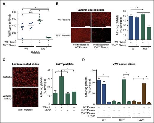 Figure 3. Plasma VWF levels determine platelet deposition on laminin and VWF coatings. (A) VWF concentration of WT or Tlr2−/− platelet lysates after incubation with the indicated plasmas (5 mice per group). (B) Static laminin deposition of Rhodamin B–stained, washed WT and Tlr2−/− platelets (red) after 30 minutes of preincubation with WT (Vwf+/+) or Vwf+/− plasma. Representative images (left) and quantification (right); quadruplicate determination (3 mice per group). Representative images are shown. (C) Laminin adhesion of washed Tlr2−/− platelets supplemented with 51 mIU/mL of human VWF (Wilfactin) in the absence or presence of anti-VWF LJ-152B-6 (α-RGD) directed against the RGD motif; quadruplicate determination (3 mice per group). (D) Deposition of washed platelets from WT, Tlr2−/−, or Vwf−/− mice preincubated for 30 minutes with the indicated plasma sources on human VWF coatings. Anti-VWF LJ-152B-6 (α-RGD) was added where indicated. Quadruplicate determination (3 mice per group). Scale bar, 100 µm; mean ± SEM; independent-sample Student t tests or ANOVA with Tukey post hoc test or Kruskal-Wallis test, *P < .05. n.s., not significant.
