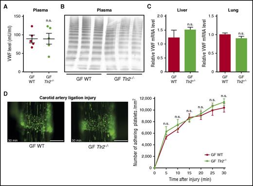Figure 5. The platelet deposition defect of Tlr2−/− mice is microbiota dependent. (A) VWF level in PPP of GF WT compared with GF Tlr2−/− mice (5 mice per group). (B) VWF multimer composition in PPP from GF WT and GF Tlr2−/− mice (3 mice per group). (C) VWF mRNA expression in the livers (7 mice per group) and the lungs (7 mice per group) of GF WT and GF Tlr2−/− mice. (D) Deposition of DCF, 5- (and 6) carboxy-2’,7’-dichlorofluorescein diacetate (carboxy-DCFDA)-stained platelets (green) to the ligation-injured common carotid artery in GF WT (left) or GF Tlr2−/− (right) mice 30 minutes after transient ligation (7-9 mice per group). Scale bar, 200 µm. Mean ± SEM; independent-sample Student t tests or repeated measurement ANOVA (mixed model). n.s., not significant.